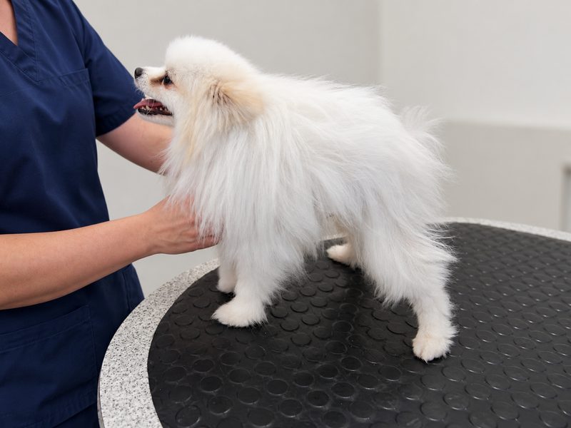 Biely pomeranian pri vyšetrení