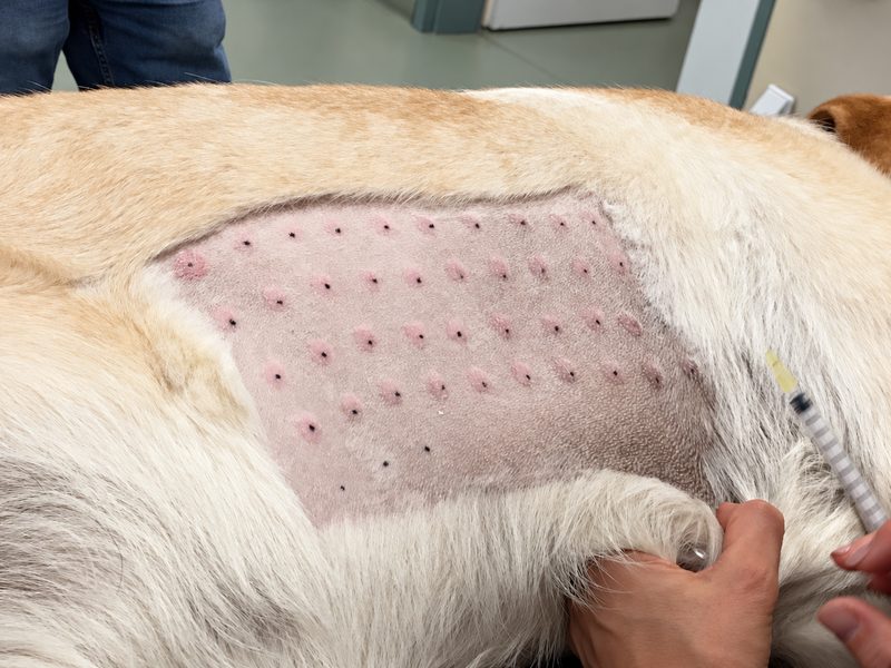 Intradermálny alergický test na koži psa