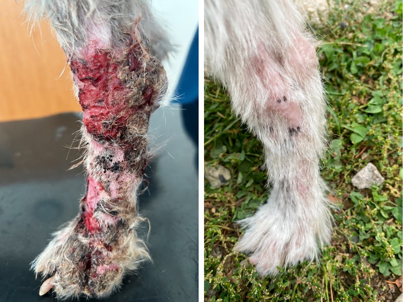 Labka teriéra s dermatofytózou pred terapiou a po nej